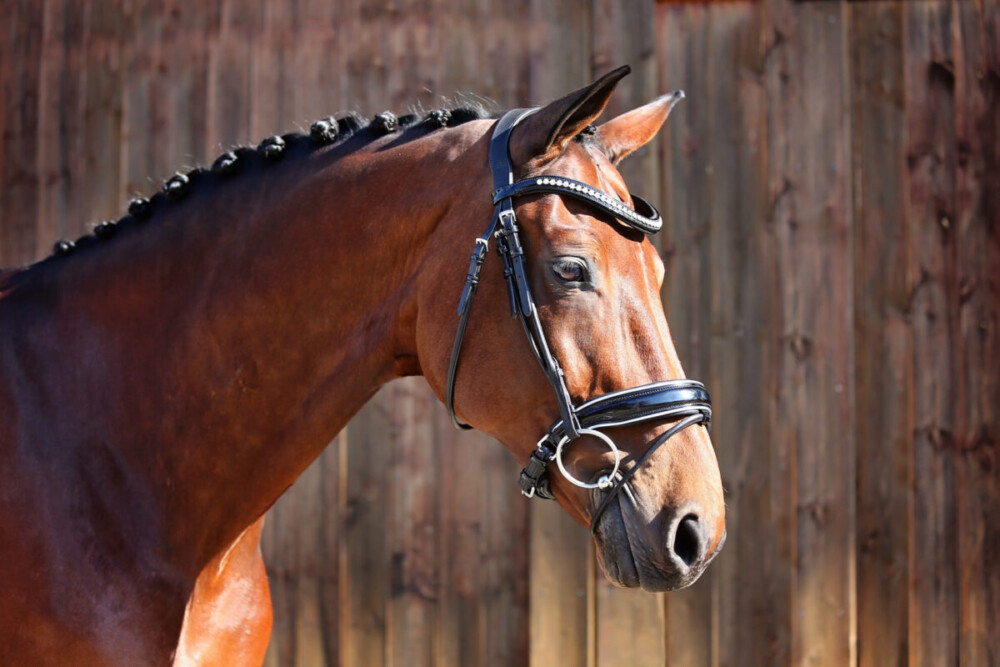 Belle Countess Snaffle Bridle