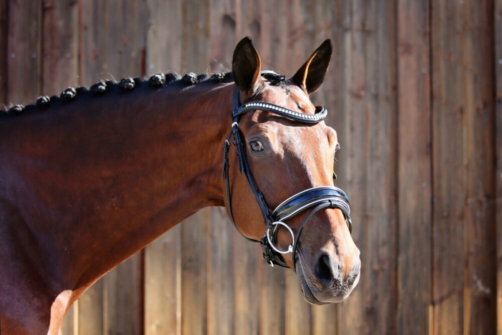 Belle Countess Snaffle Bridle - Image 2